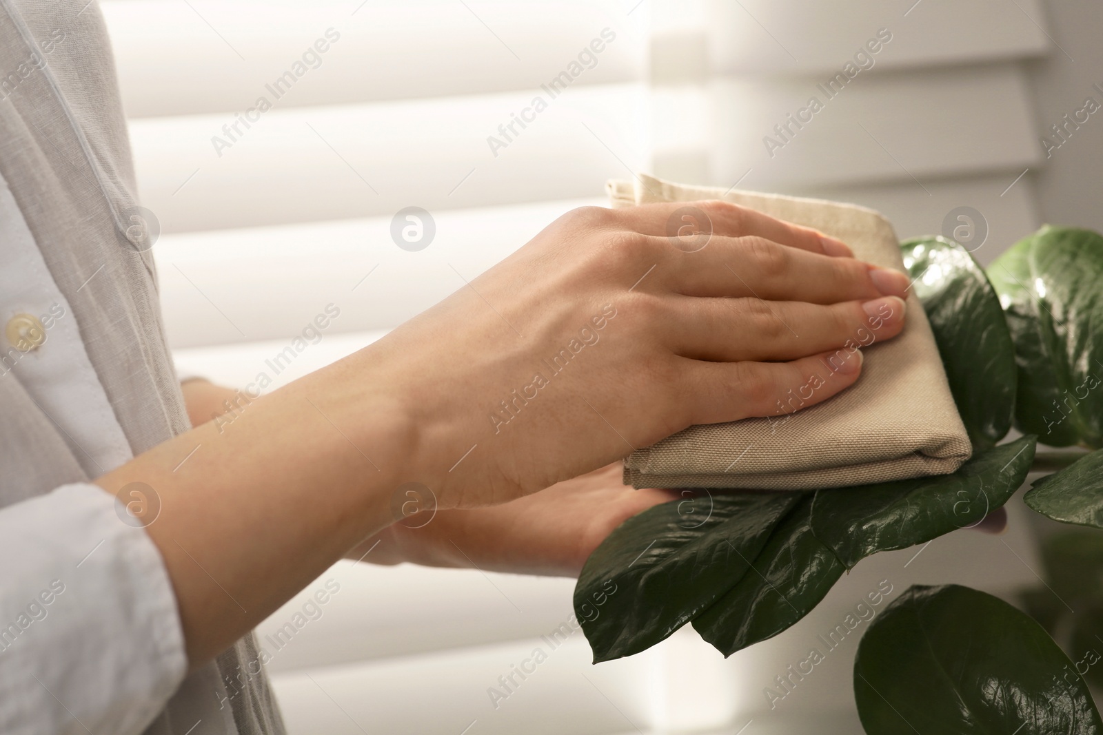 Photo of Woman wiping houseplant's leaves with cloth at home, closeup