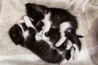 Photo of Cute baby kittens sleeping on cozy blanket, top view