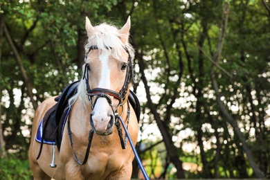 Photo of Palomino horse in bridle at green park