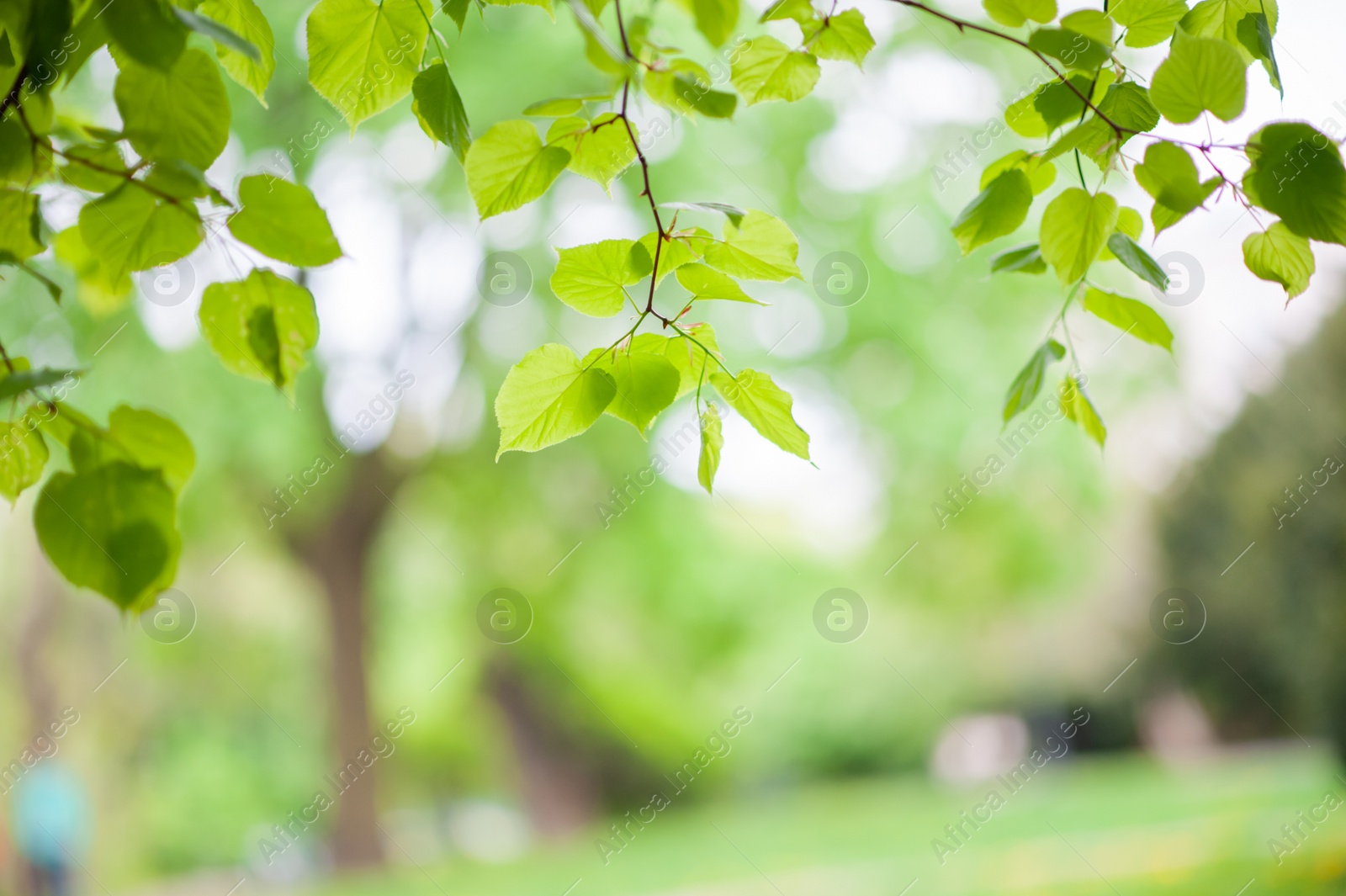 Photo of Tree with beautiful green leaves outdoors, closeup view