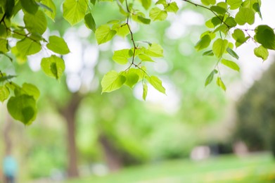 Tree with beautiful green leaves outdoors, closeup view