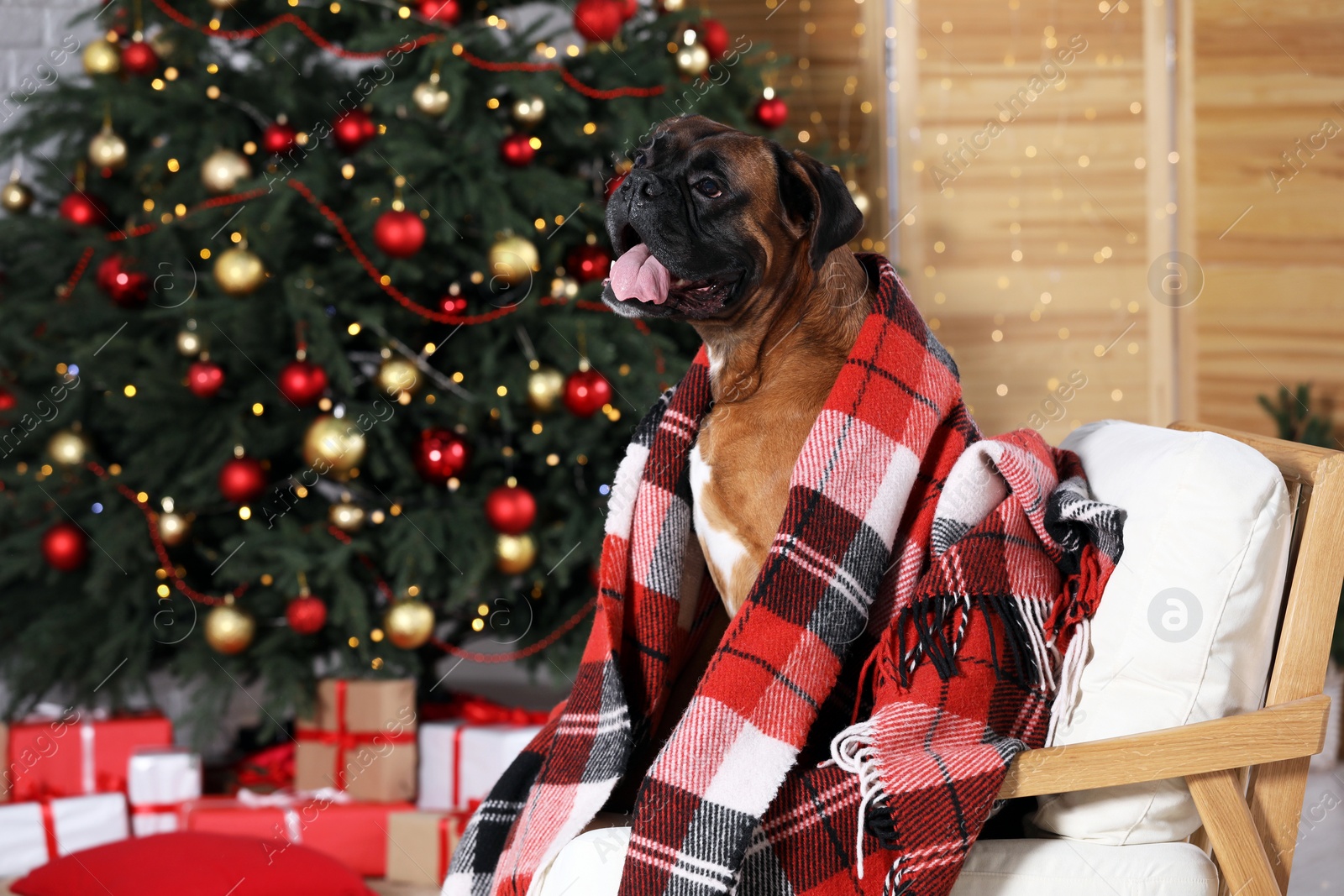 Photo of Cute dog covered with plaid on armchair in room decorated for Christmas