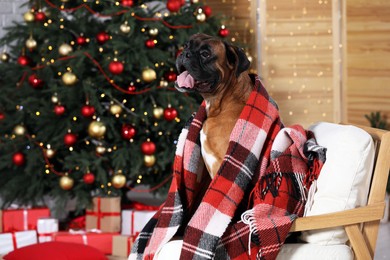 Photo of Cute dog covered with plaid on armchair in room decorated for Christmas