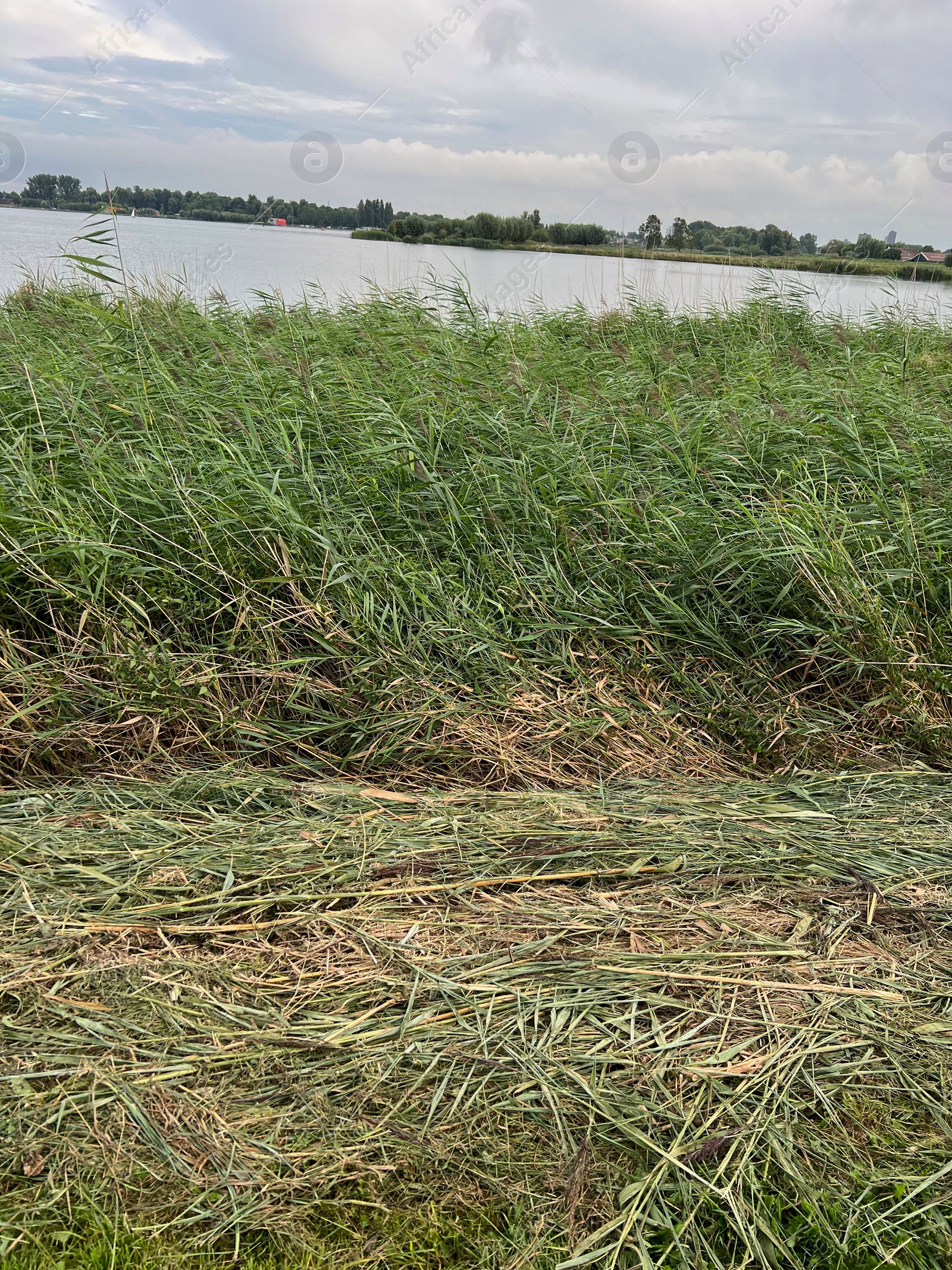 Photo of Picturesque view of river reeds and cloudy sky