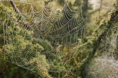 Photo of Closeup view of spider web with dew drops on plants outdoors