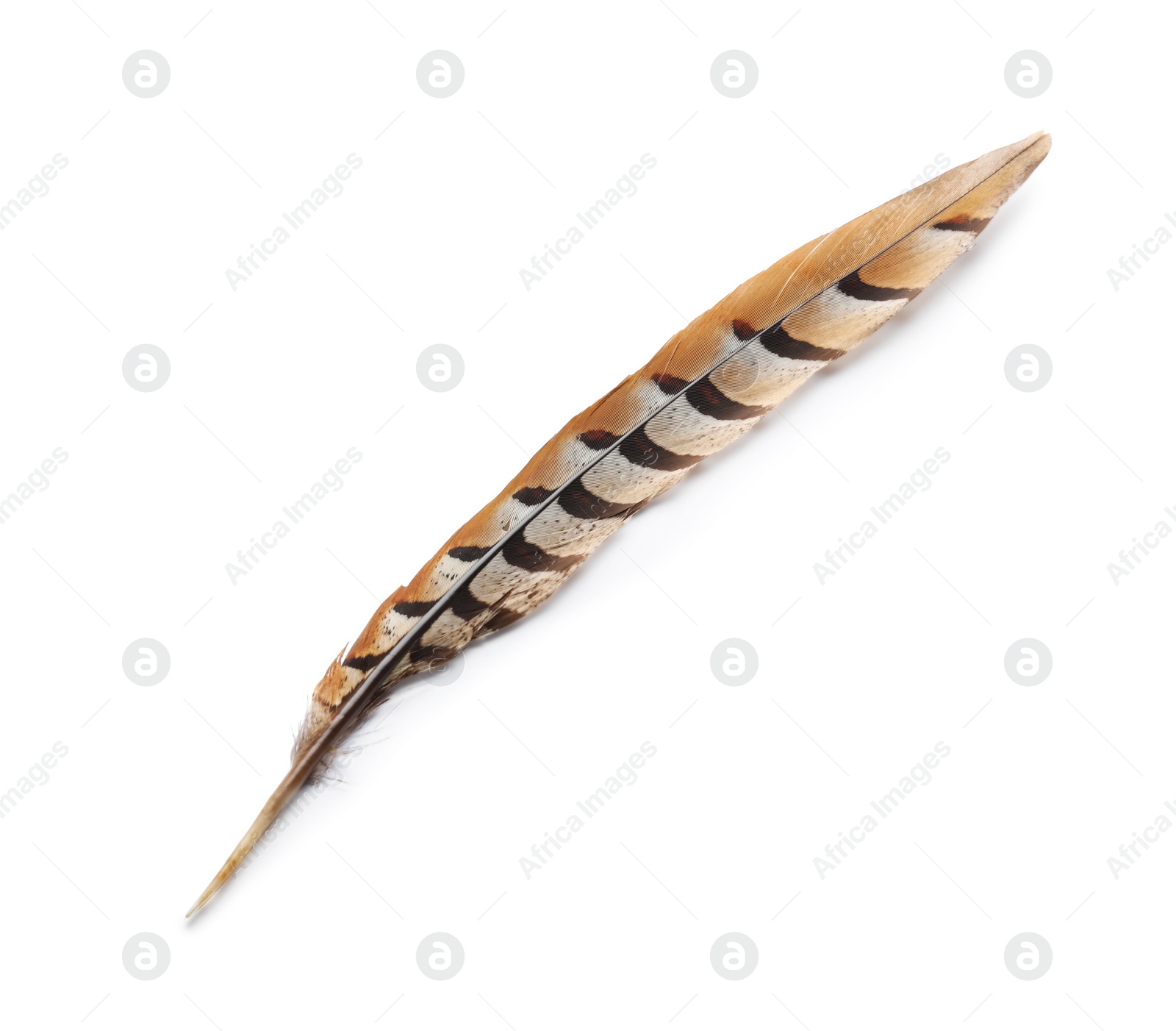 Photo of Beautiful brown bird feather isolated on white, top view