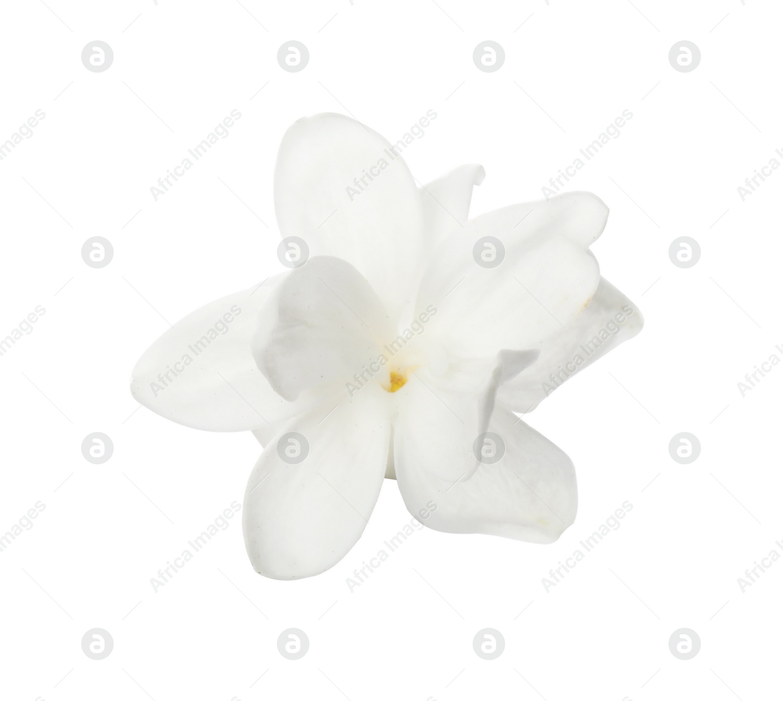 Photo of Beautiful fresh lilac blossom isolated on white