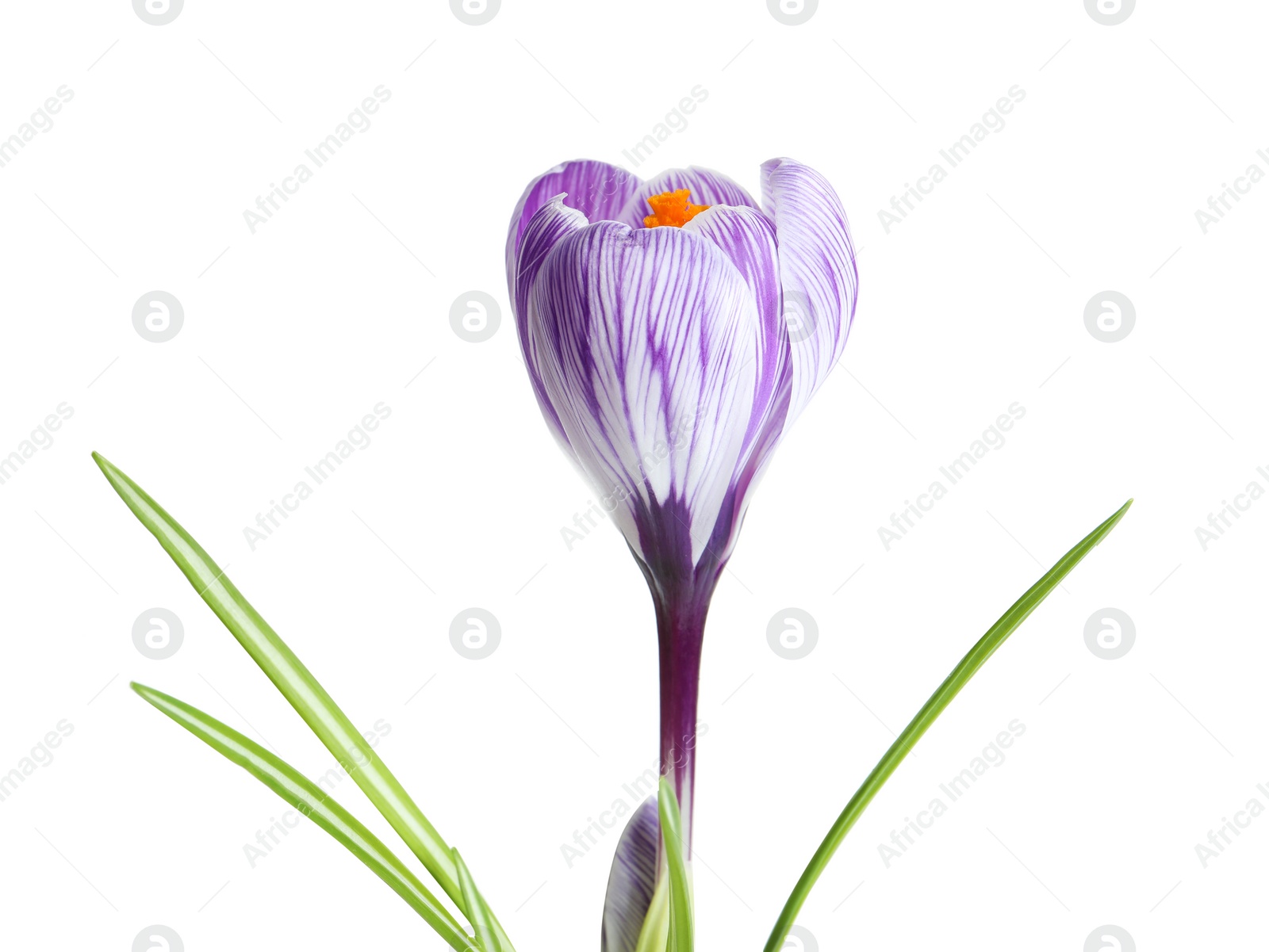 Photo of Beautiful spring crocus flower on white background