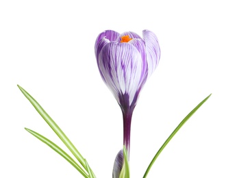 Beautiful spring crocus flower on white background