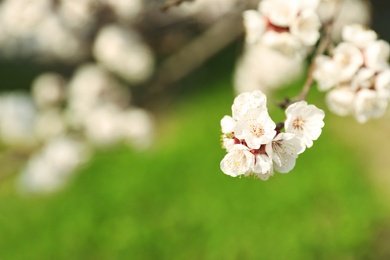 Photo of Beautiful apricot tree branch with tiny tender flowers against blurred background, space for text. Awesome spring blossom