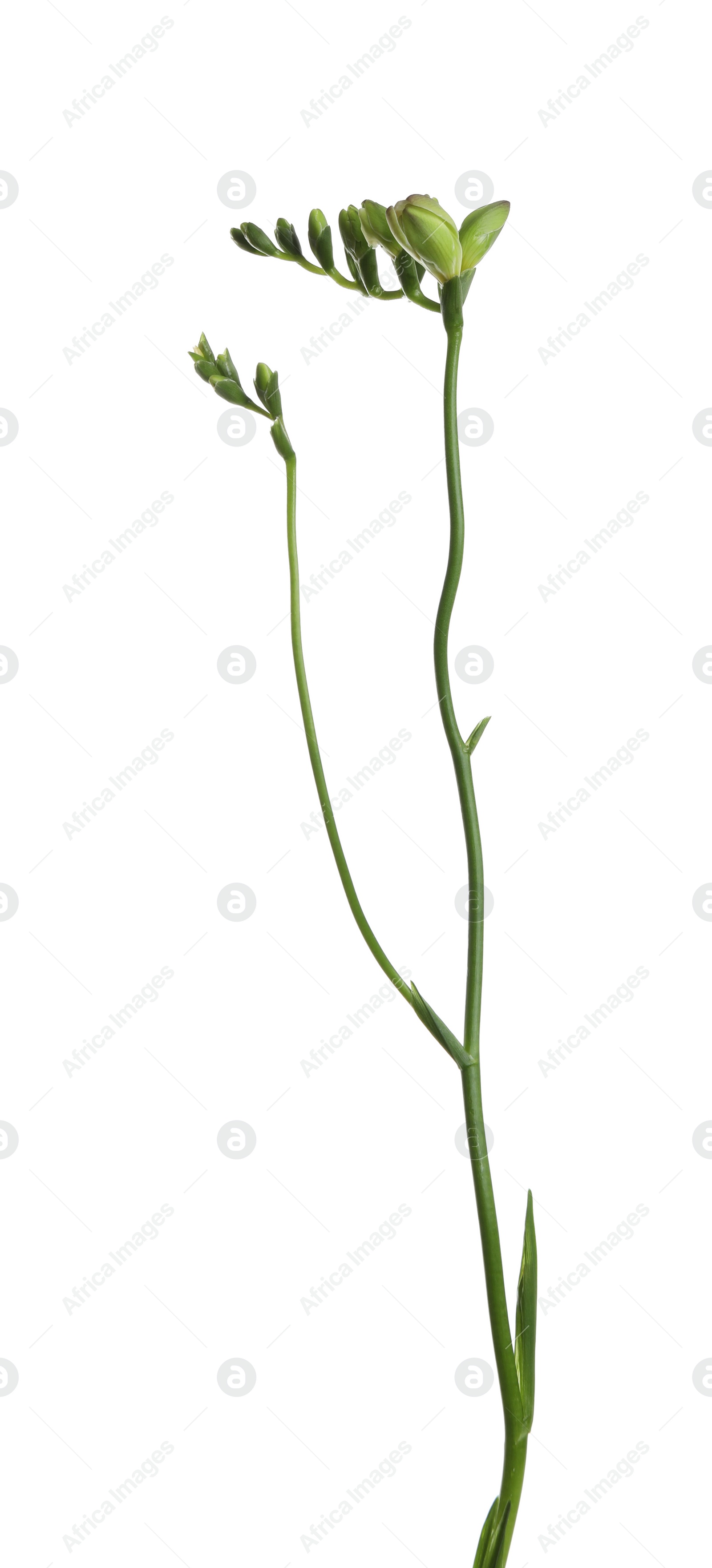 Photo of Buds of freesia flower isolated on white