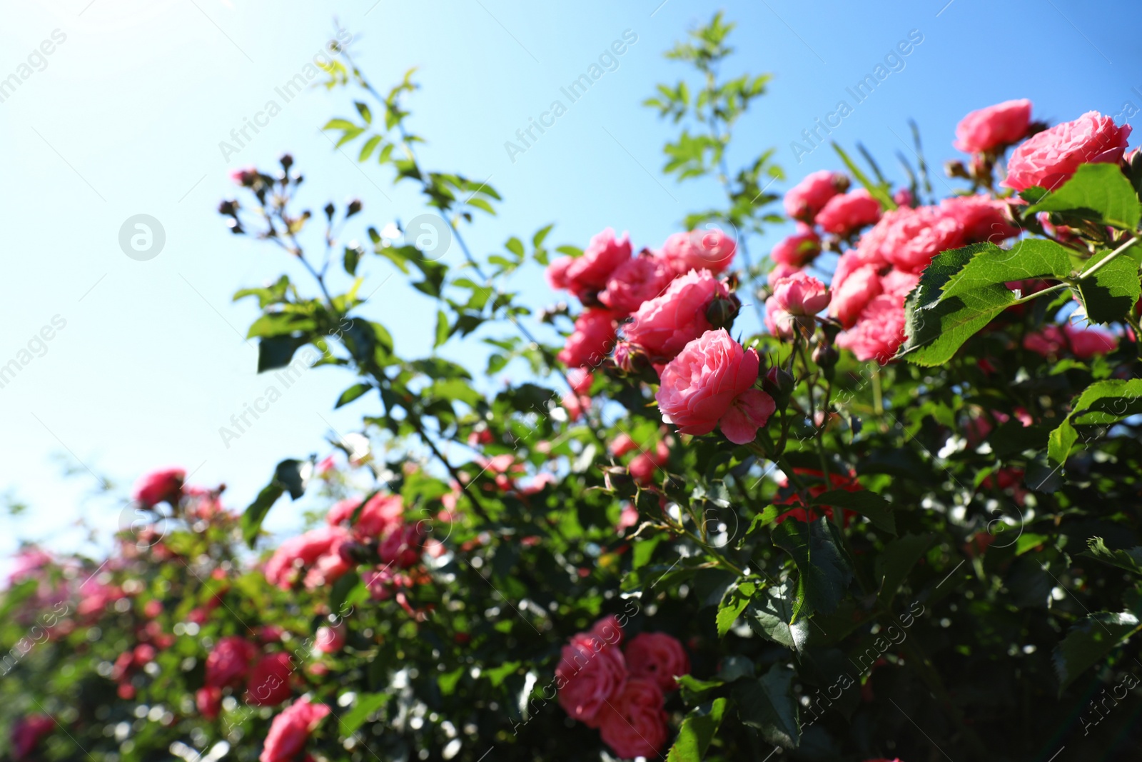 Photo of Green bush with beautiful roses in blooming garden on sunny day