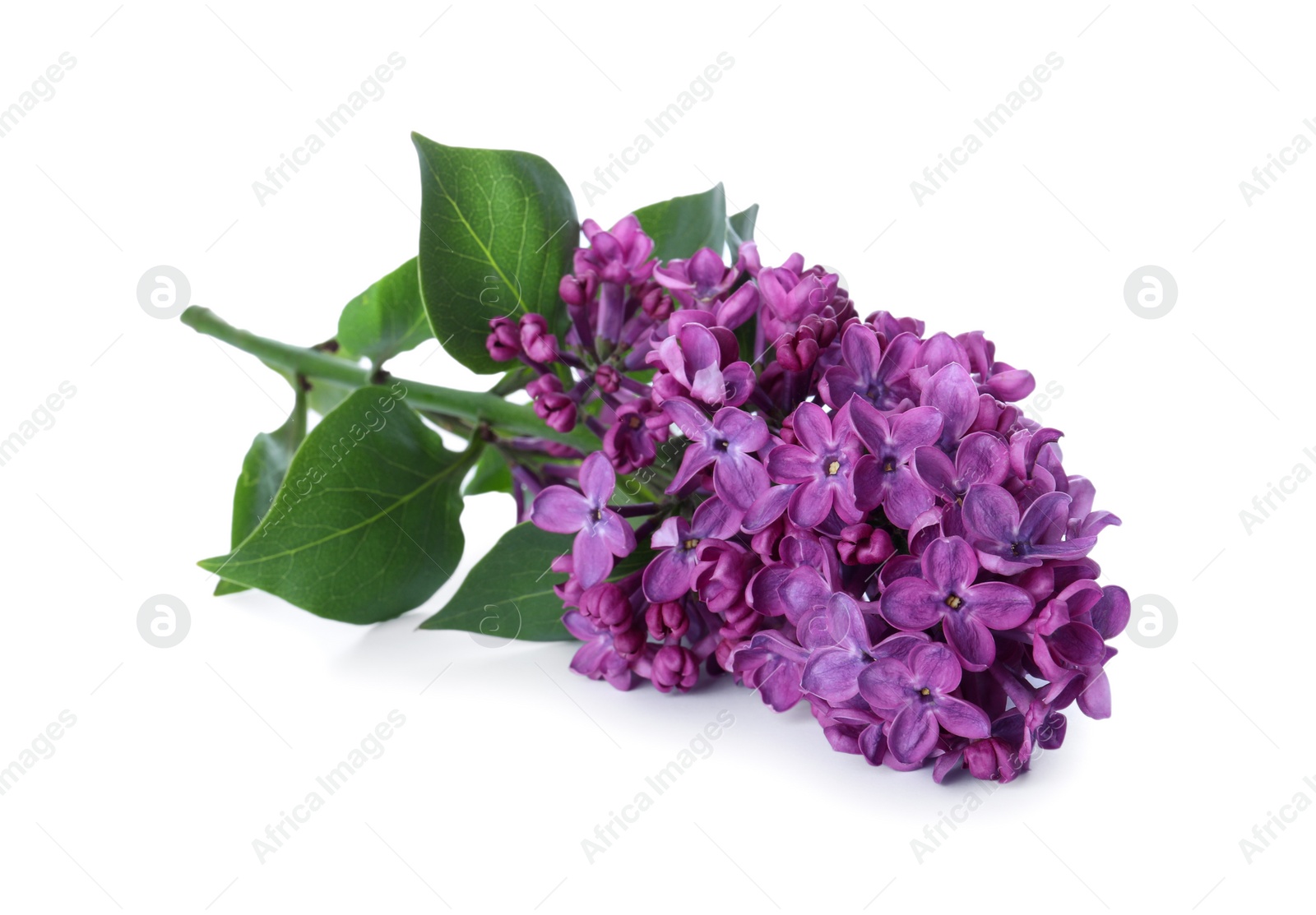 Photo of Beautiful blossoming lilac branch with leaves isolated on white