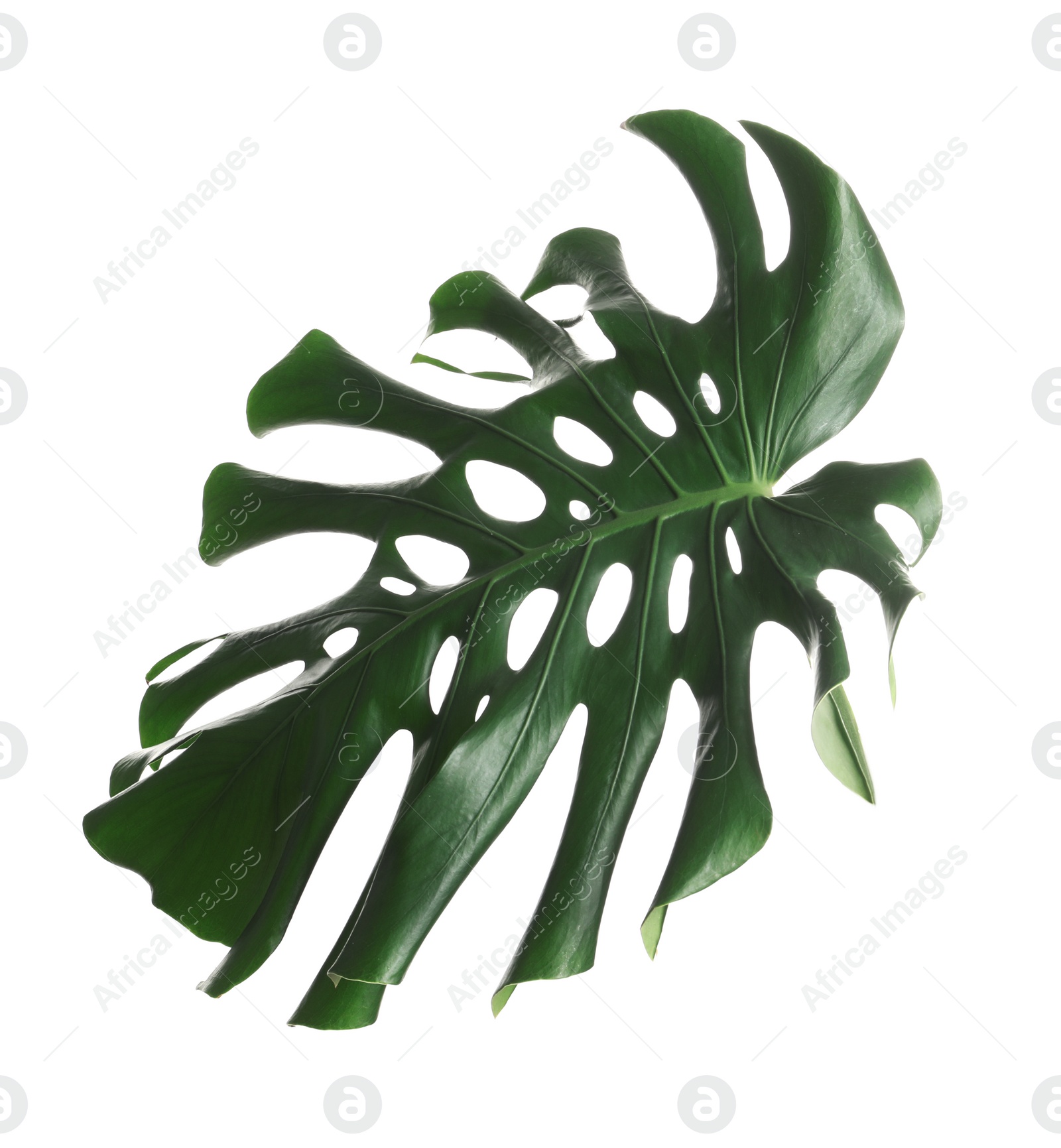 Photo of Green fresh monstera leaf isolated on white. Tropical plant