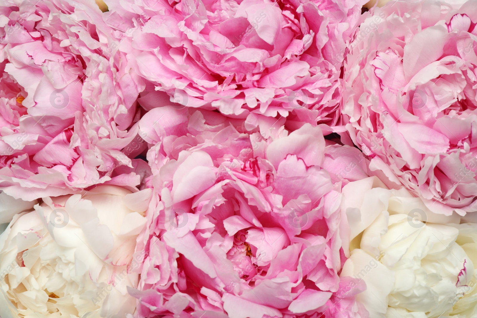 Photo of Beautiful white and pink peonies as background, closeup