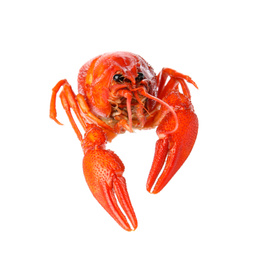 Fresh delicious boiled crayfish isolated on white