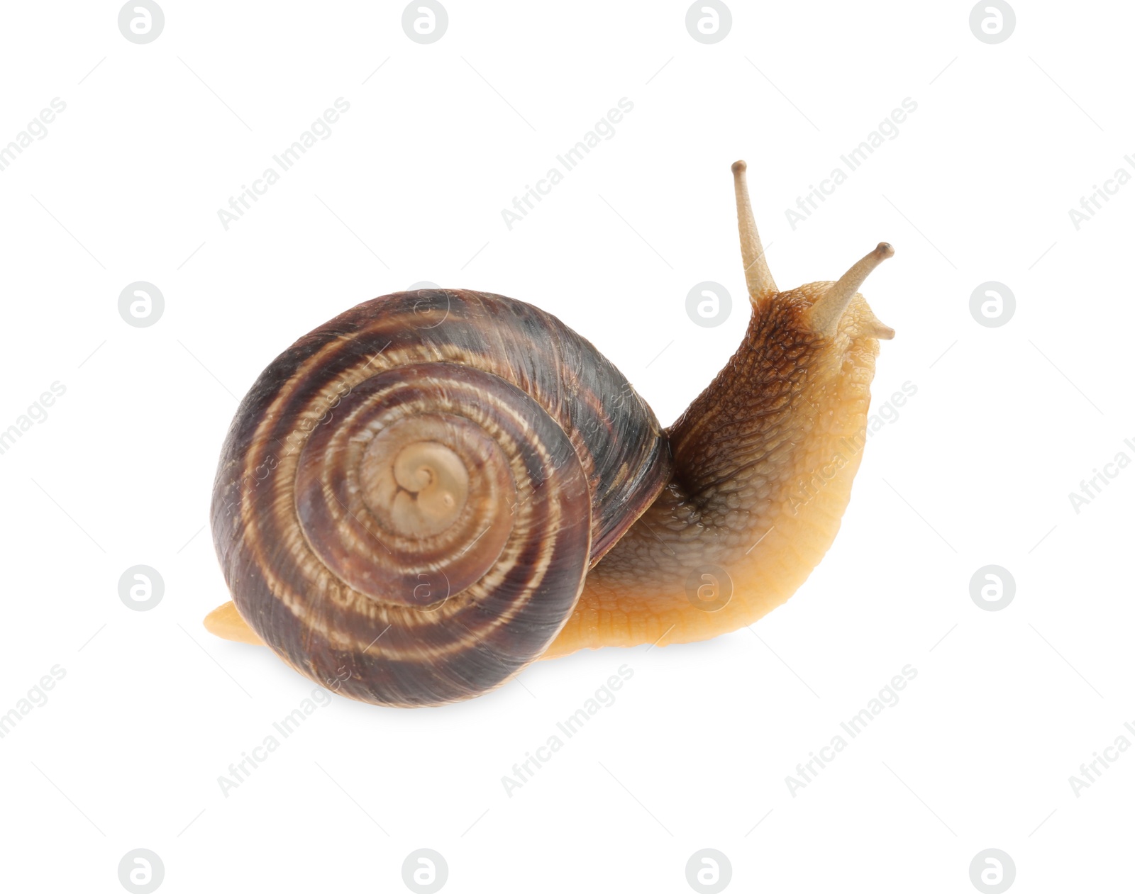 Photo of Common garden snail crawling on white background