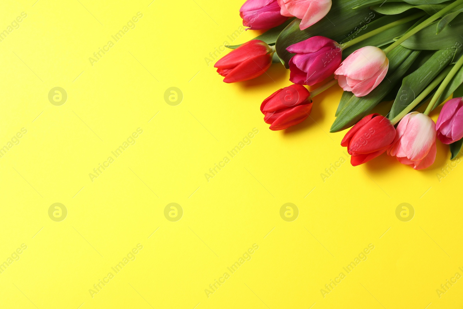 Photo of Beautiful colorful tulip flowers on yellow background. Space for text