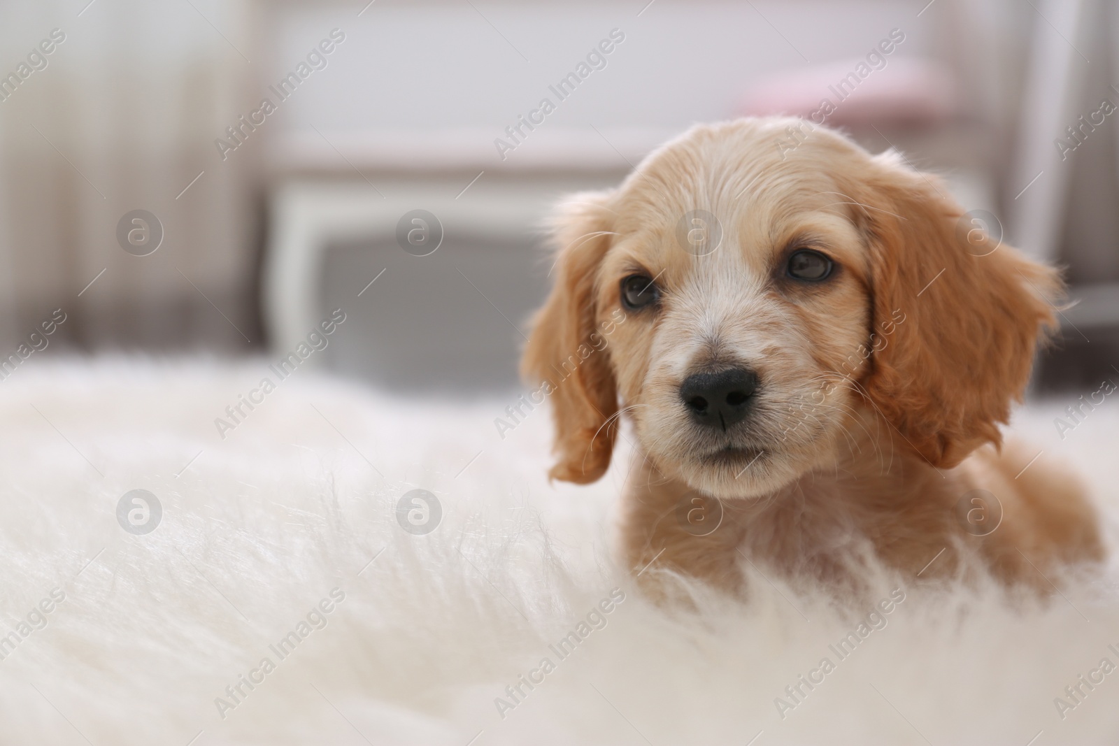 Photo of Cute English Cocker Spaniel puppy on fuzzy carpet indoors. Space for text