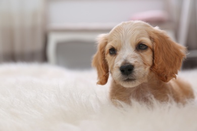 Photo of Cute English Cocker Spaniel puppy on fuzzy carpet indoors. Space for text