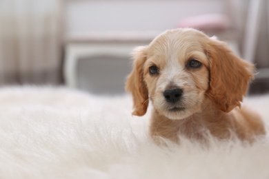 Cute English Cocker Spaniel puppy on fuzzy carpet indoors. Space for text