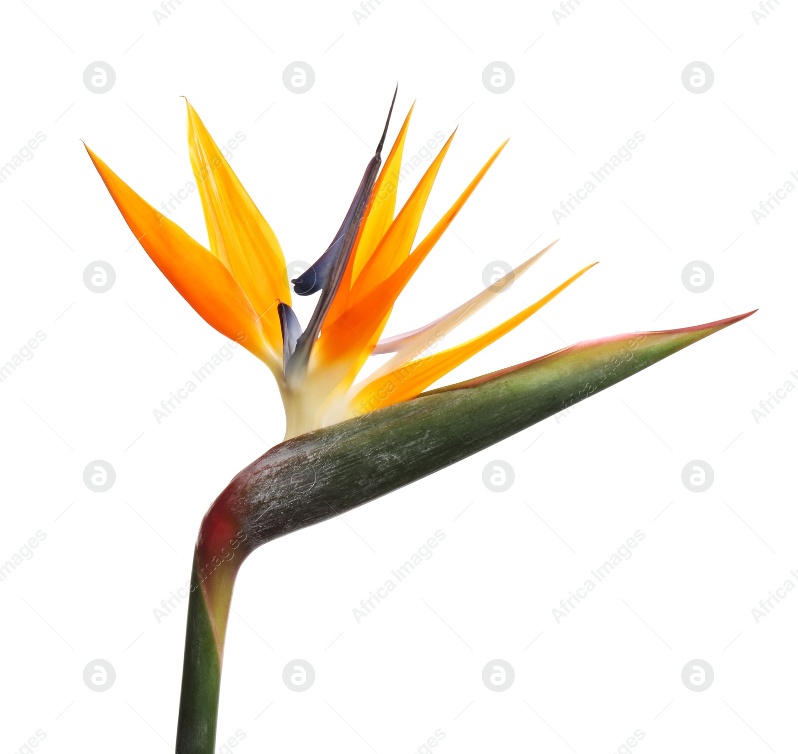 Photo of Bird of Paradise tropical flower isolated on white