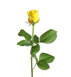 Beautiful blooming yellow rose on white background