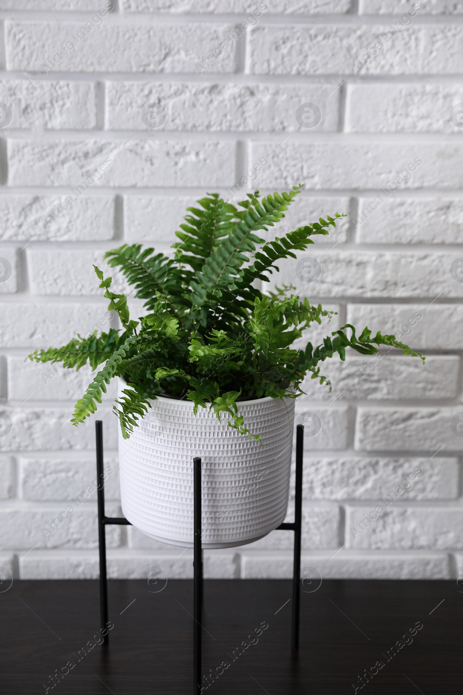 Photo of Beautiful fresh potted fern on black table near white brick wall