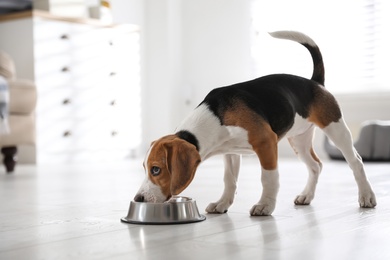 Cute Beagle puppy eating at home. Adorable pet