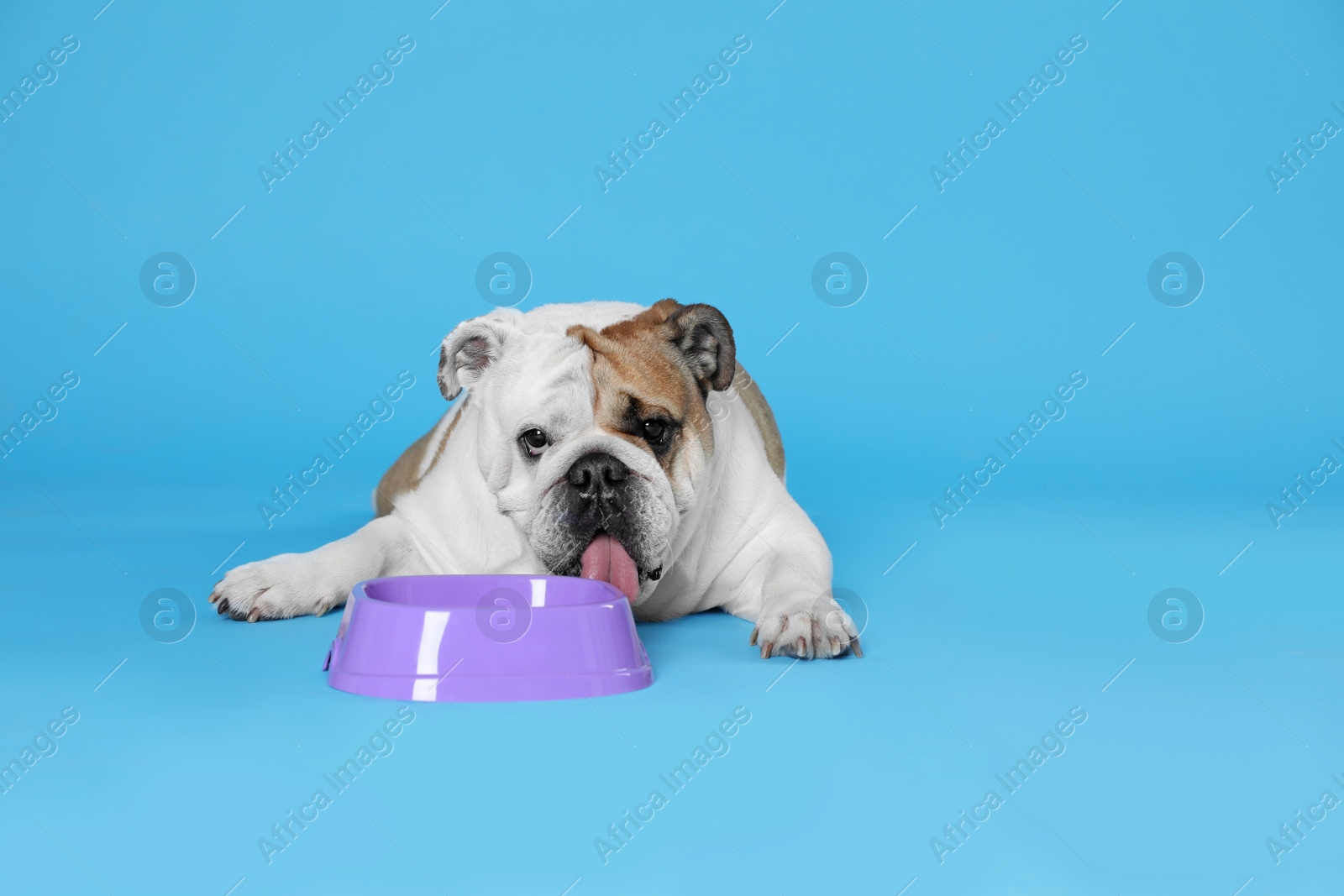 Photo of Adorable funny English bulldog with feeding bowl on light blue background