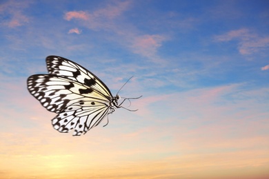 Beautiful butterfly flying in sky at sunset