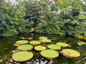 Photo of Rotterdam, Netherlands - August 27, 2022: Pond with beautiful Queen Victoria's water lily leaves