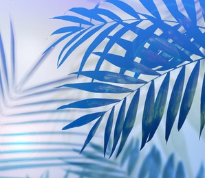 Image of Palm branches and shadows on light background, toned in blue. Summer party