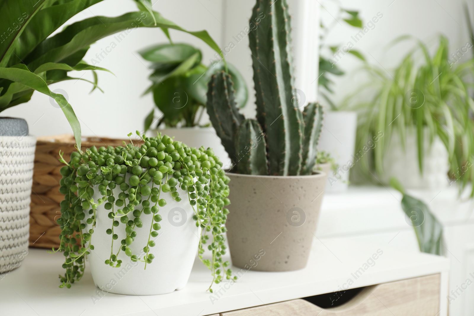 Many green potted houseplants on table, closeup Photo of Many green potted houseplants on table, closeup