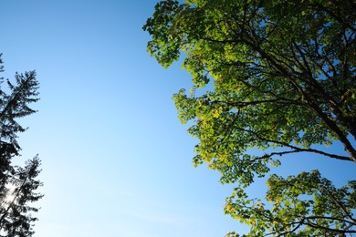 Photo of Beautiful tree against blue sky, low angle view. Space for text