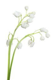 Photo of Beautiful lily of the valley flower on white background