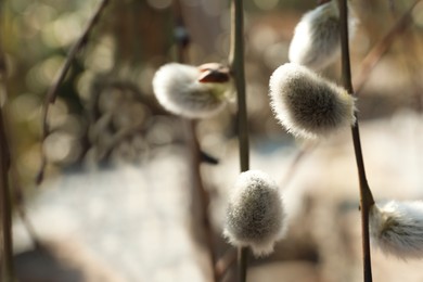Photo of Beautiful fluffy catkins on willow tree outdoors, closeup