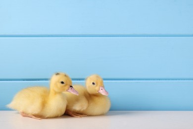 Photo of Baby animals. Cute fluffy ducklings on white wooden table near light blue wall, space for text