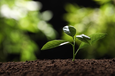 Photo of Young plant in fertile soil on blurred background, space for text. Gardening time