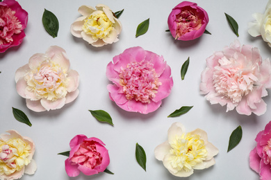 Photo of Beautiful fresh peonies and leaves on light grey background, flat lay