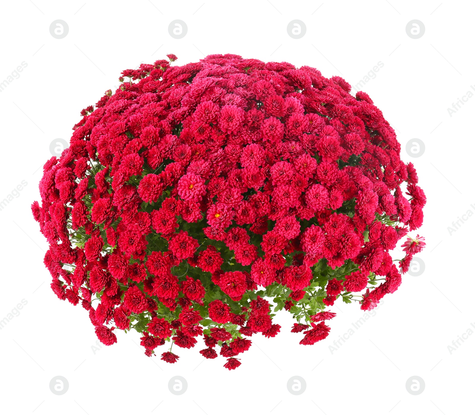 Bunch of beautiful chrysanthemum flowers on white background, top view Photo of Bunch of beautiful chrysanthemum flowers on white background, top view