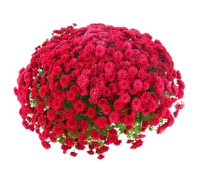 Photo of Bunch of beautiful chrysanthemum flowers on white background, top view