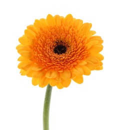 Photo of Beautiful orange gerbera flower isolated on white