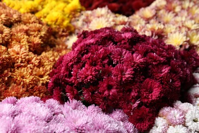 Photo of Beautiful different color Chrysanthemum flowers as background