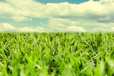 Image of Beautiful green field under blue sky with clouds