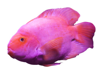 Image of Beautiful blood parrot cichlid fish on white background