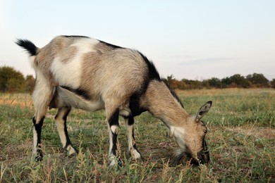 Photo of Cute goat grazing on pasture. Animal husbandry