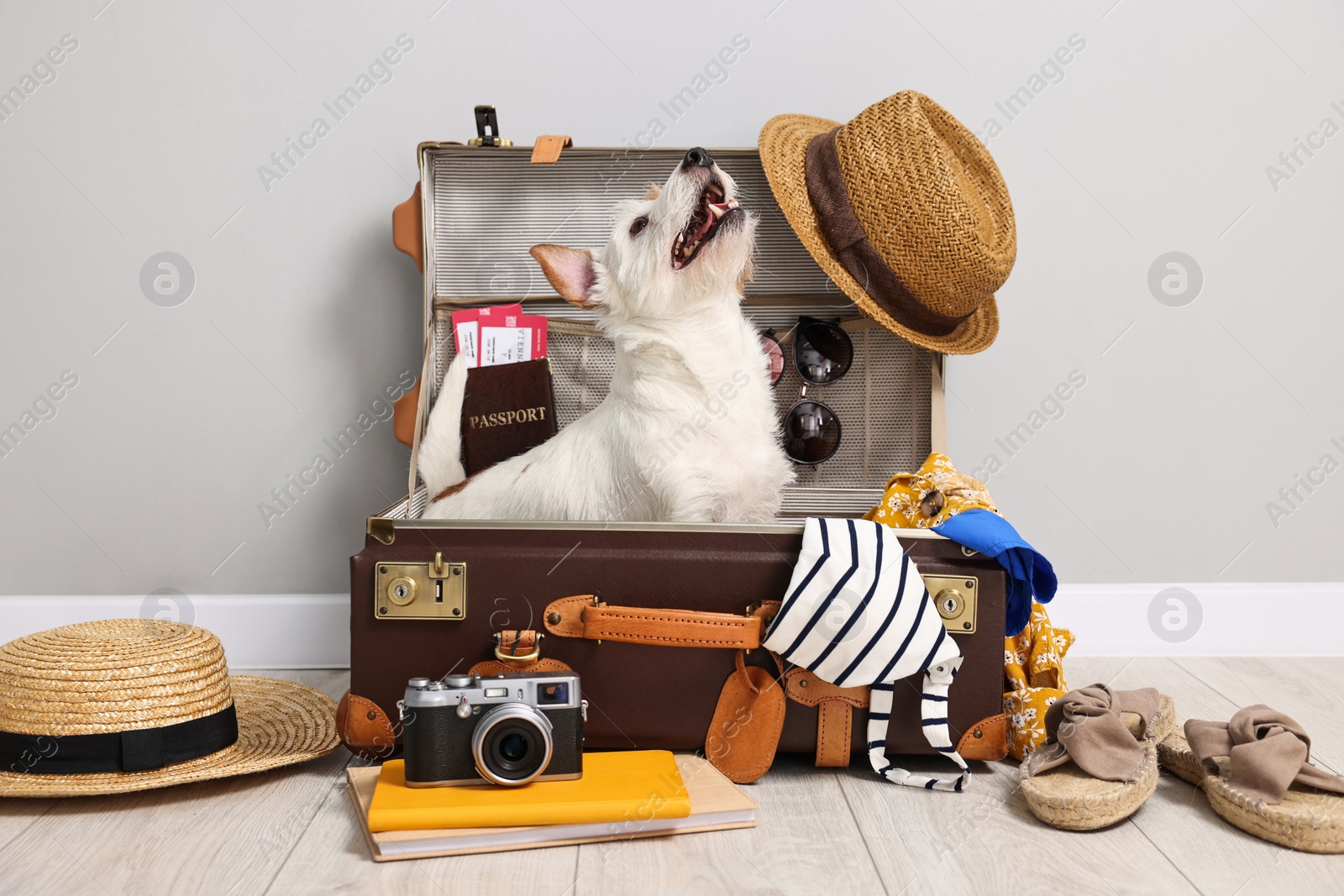 Photo of Travel with pet. Dog, clothes and suitcase indoors