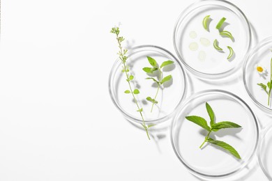 Photo of Petri dishes with different plants on white background, top view. Space for text