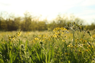 Photo of Beautiful yellow flowers growing in meadow on sunny day